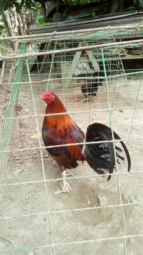 texas manok panabong for sale philippines|Texas For Sale .